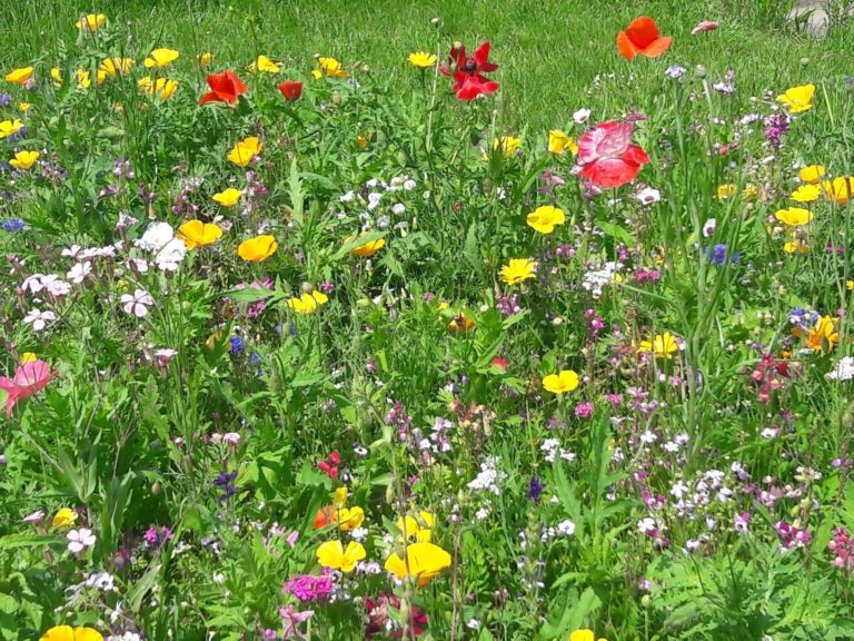Saatgut für den heimischen Garten